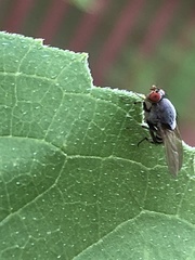 Acalyptratae