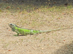 Iguana iguana