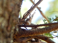 Platyomus