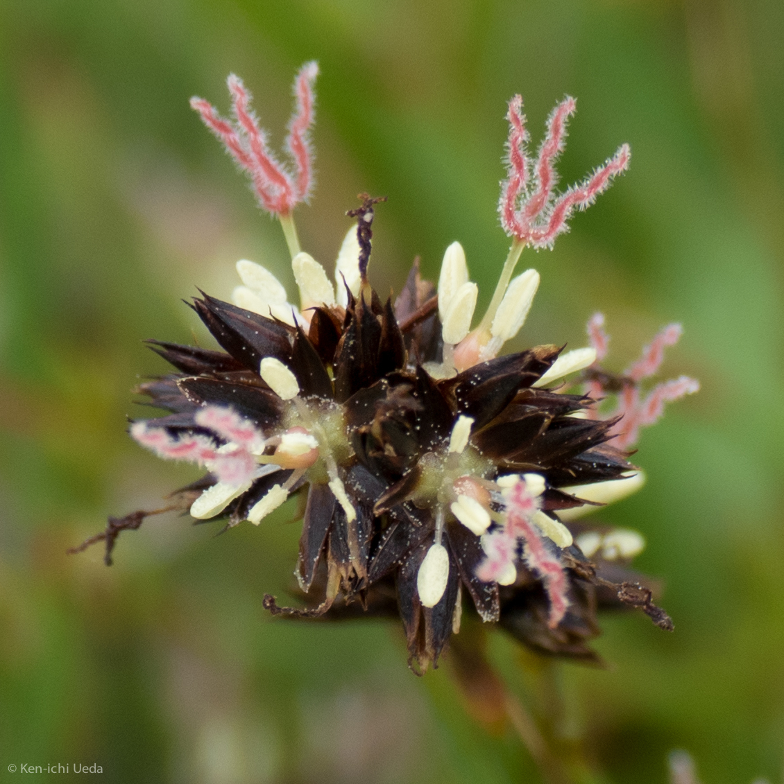 Juncus phaeocephalus