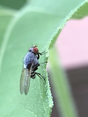 Acalyptratae