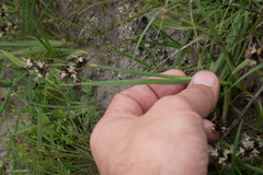 Juncus phaeocephalus