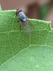 Acalyptratae