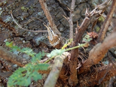 Platyomus