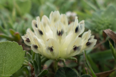 Trifolium fucatum