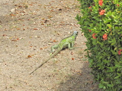 Iguana iguana