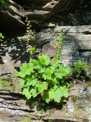 Heuchera alba