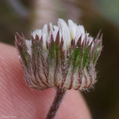 Trifolium microdon