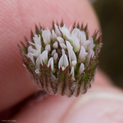 Trifolium microdon