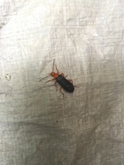 Neopyrochroa flabellata