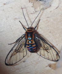 Gymnelia