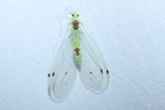 Leucochrysa insularis