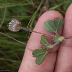 Trifolium microdon