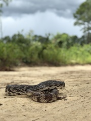 Pituophis melanoleucus mugitus