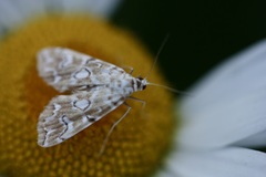 Elophila icciusalis