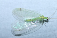 Leucochrysa insularis