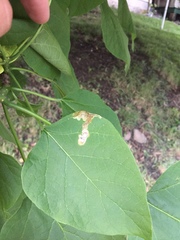 Amauromyza pleuralis