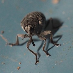 Ceutorhynchus inaffectatus