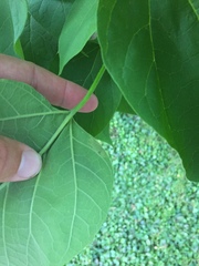 Amauromyza pleuralis