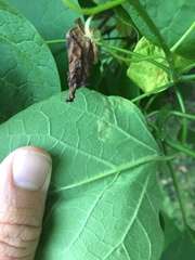 Amauromyza pleuralis