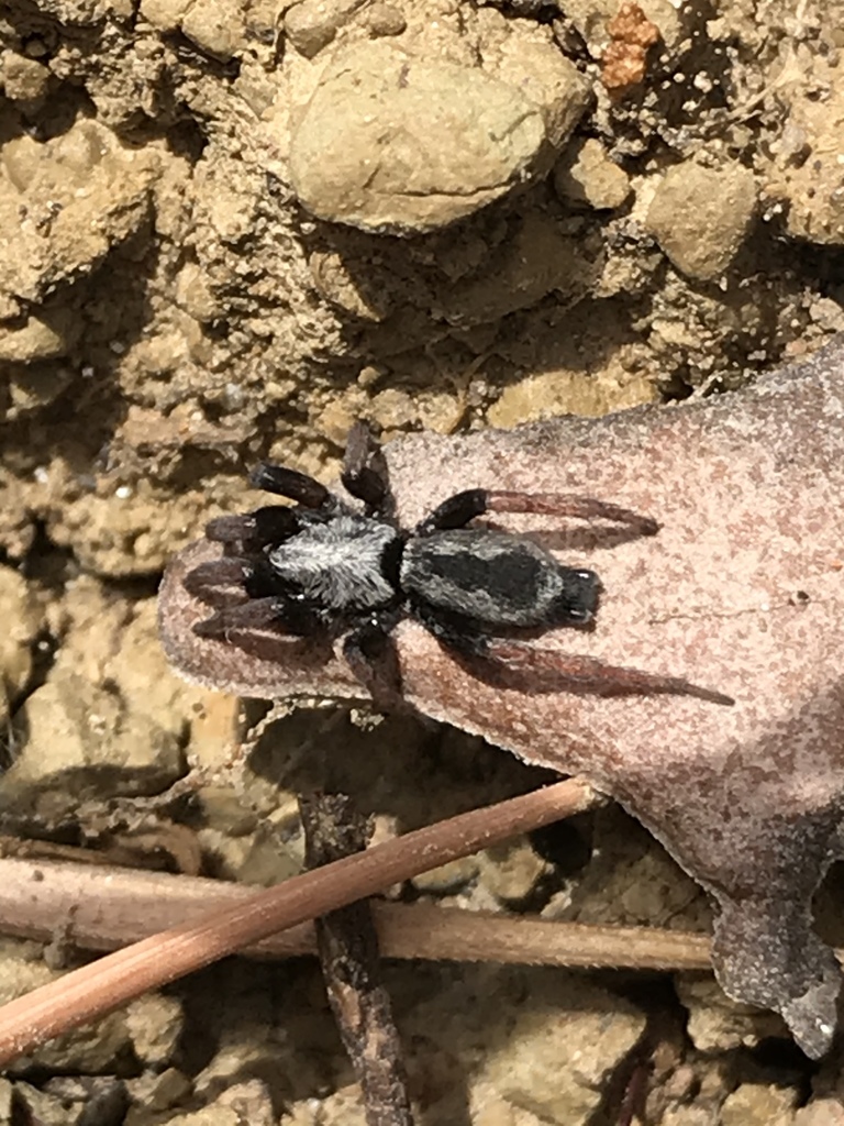 Sergiolus angustus