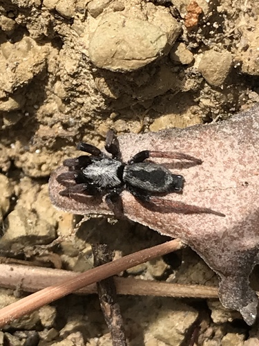 Sergiolus angustus