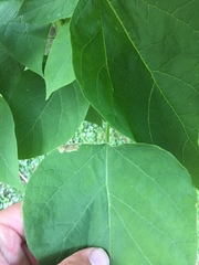 Amauromyza pleuralis