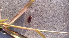 Cossyphus hoffmannseggi