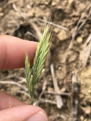 Brachypodium distachyon