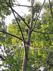 Cyanocitta cristata bromia