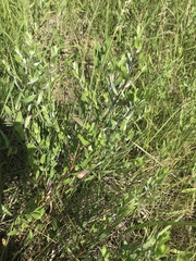 Symphyotrichum sericeum