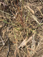 Brachypodium distachyon