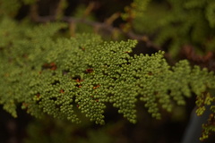 Myriopteris myriophylla