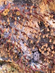 Physarella oblonga