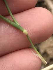 Brachypodium distachyon
