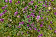 Trifolium grayi