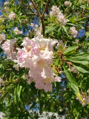 × chitalpa tashkentensis