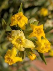 Oreocarya confertiflora