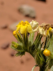 Oreocarya confertiflora