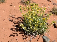 Oreocarya confertiflora