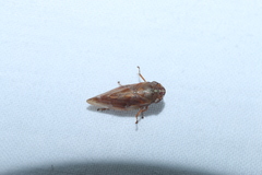 Aphrophora saratogensis