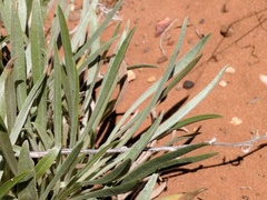 Oreocarya confertiflora