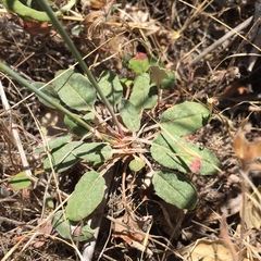 Eriogonum nudum auriculatum