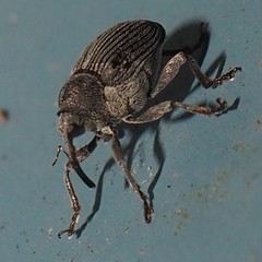 Ceutorhynchus inaffectatus