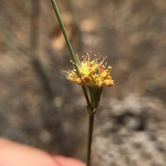 Eriogonum nudum auriculatum