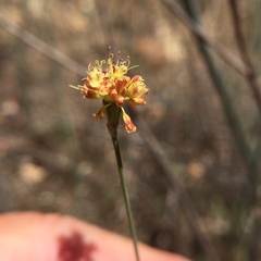 Eriogonum nudum auriculatum