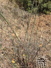 Eriogonum nudum auriculatum