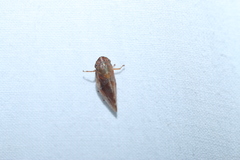 Aphrophora saratogensis