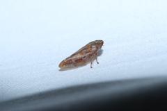 Aphrophora saratogensis