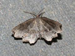 Cepphis decoloraria
